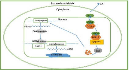  Simplified GA response pathway for ?-amylase synthesis in wheat [83-85]