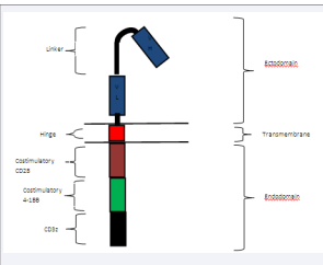 1 Components of the CAR construct