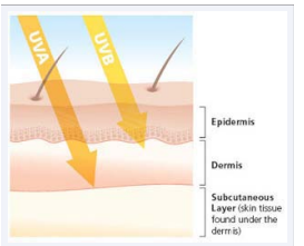 UV Radiation and the Skin