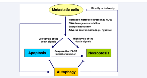 6 Interaction between different types of programmed cell death and cancer metastasis.