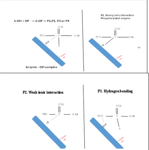 The possible reactions of AChE with Ops.