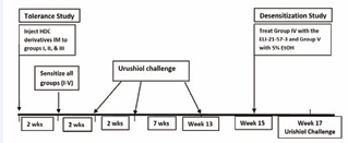 Schematic study design showing treatments given at various  times during the experiment.