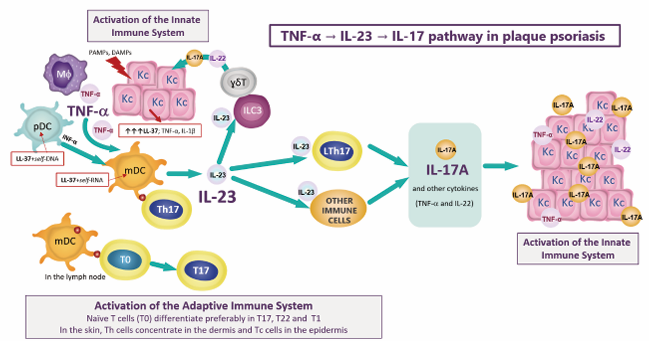 TNF-?/IL-23/IL-17 pathway in the immunopathogenesis of plaque psoriasis. PAMPs: pathogen-associated molecular patterns; DAMPs:  damage-associated molecular patterns; LL-37: LL37/cathelicidin molecule; KC: keratinocyte; pDC: plasmacytoid dendritic cell; mDC: myeloid  dendritic cell; M?: macrophage;  ??T: gamma delta T cell;  ILC3: innate lymphoid cell type 3; Th: helper T lymphocytes (CD4+ T cell); Tc: cytotoxic T  lymphocytes (CD8+ T cell); T0: naïve T lymphocyte; IL: interleukin; TNF-?: tumoral necrosis factor alpha; INF-?: interferon alpha; OTHER IMMUNE  CELLS: Tc17, ILC3, ??T, neutrophils, mast cells, natural killer cells, natural killer T cells.