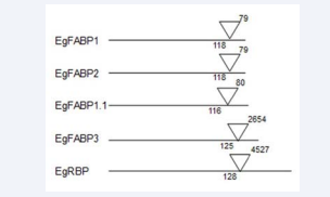  Intron position comparison of EgFABPs genes. Horizontal  lanes represent translated genes. indicates the intron position;  numbers below : codon position; numbers above : intron length.