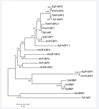 Phylogenetic relationships of cestodes FABPs. Tree derived from Maximun Likelihood analysis of cestodes FABPs sequences from GenDB database: EgFABP1:EgrG_000549850.1;  EgFABP2:EgrG_000549800.1; EgFABP1.1: EgrG_000550000.1;  EgFABP3: EgrG_000417200; EgRBP: EgrG_000551000;  EmuJ_000550000: EmFABP1; EmFABP2:EmuJ_000549800;  EmFABP3: EmuJ_000417200; EmRBP: EmuJ_000551000;  TsFABP1:TsM_000425500; TsMFABP2: TsM_000802800; TsMFABP2.1: TsM_001185100; TsRBP: TsM_000544100; HmNFABPa: HmN_000764100; HmNFABPb: HmN_000764100;  HmNFABPc:HmN_000764800; HmNRBP:HmN_000764600. Sequences from GenBank: MvFABPa ABO93626.3; MvFABPb: ABO93625.3;  TmcFABP: ADQ55926.1, TsFABP: OCK35733.1;TsFABP2:  OCK39642.1; TpFABP: ADQ55925.1 Each FABP name has the indication of the species: Eg: Echinococcus granulosus, Em: Echinococcus  multilocularis, Ts: Taenia saginata, TsM: Taenia solium, Tmc: Taenia  multiceps, Tp: Taenia pisiformis; Mv: Mesocestoides vogae, HmN:  Hymenolepis microstoma Boostrap values are indicated. Numbers of  internal branches are boostrap probabilities (% of same node orientation, 1000 iterations).