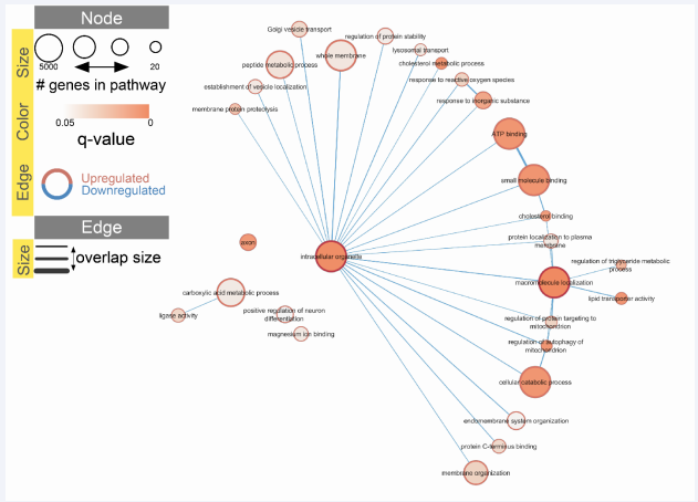 Figure 2 Upregulation/downregulation of enriched Pathways (GO terms) when SUS was challenged with a high cholesterol diet