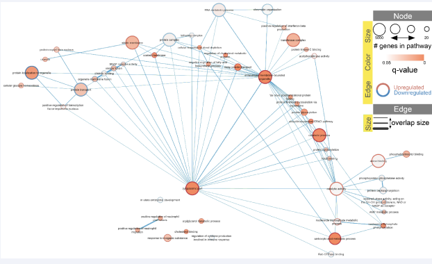 Figure 3 Upregulation/downregulation of enriched Pathways (GO terms) when comparing RES and SUS, both on a high cholesterol diet.