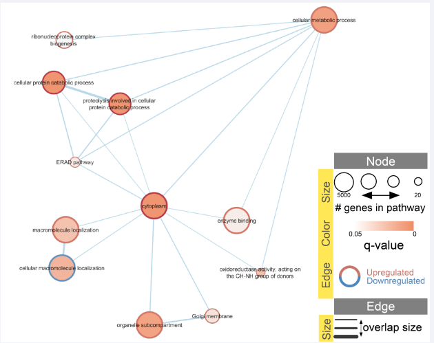 Figure 4 Upregulation/downregulation of enriched Pathways (GO terms) when comparing RES and SUS, both on control diet