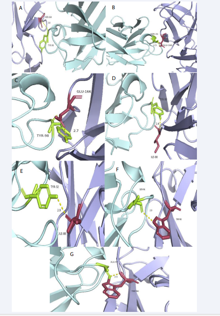 Visualized CD16A-IgG Fab complex. Nine pairs of interaction amino acids and CD16A/Fab is S151-Y54, S164-Y98, T167-S31, E166-S31,  E166-Y98, I88-Y98, I88-Y32, W90-A97, W90-S96 respectively. (A1-I1) overall situation of amino acids interaction in whole complex; (A2-I2) nine  groups of interaction sites between 2 proteins detail situation. (light blue for CD16A, limon for CD16A/Fab)