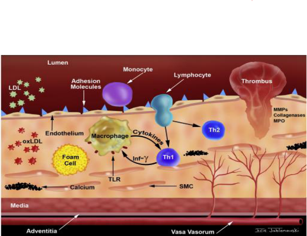 Molecular mechanisms and pathway of Inflammation.
