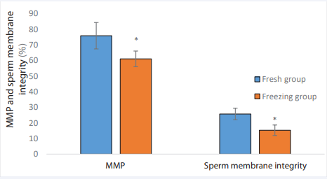 Comparison of MMP, and sperm integrity in the Freezing and Fresh groups. * Indicate P< 0.01. MMP: Mitochondrial membrane potential.