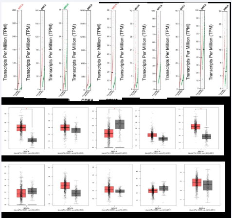 Expression and Prognostic Analysis of CDKs in Breast Cancer